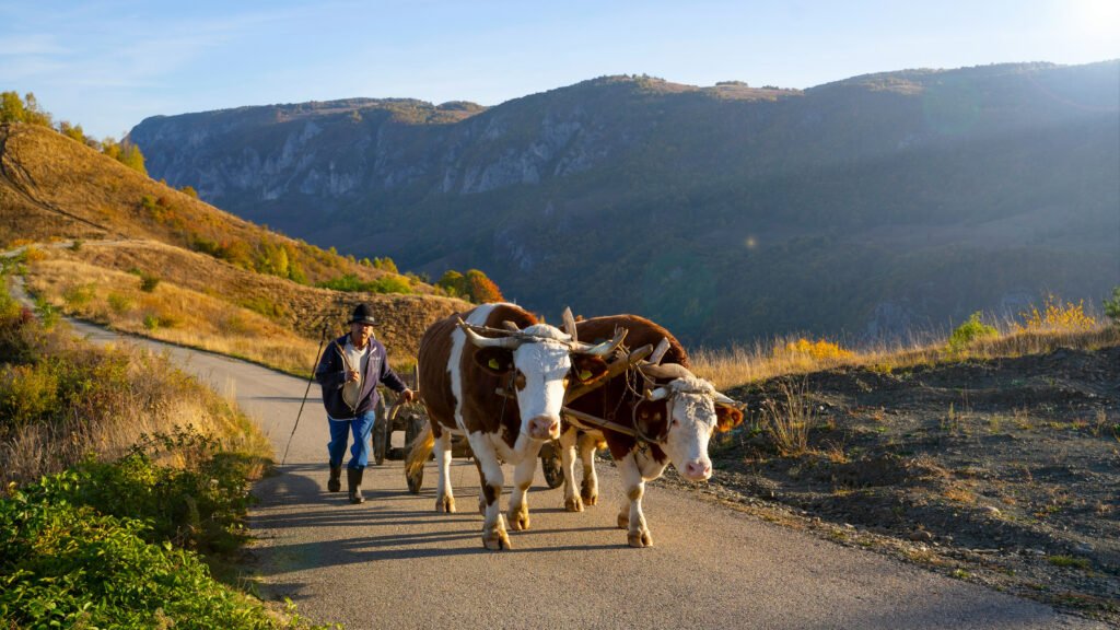Traditional ox-drawn cart led by a man in rubber boots and a hat on a mountain road in the Apuseni region of Romania.