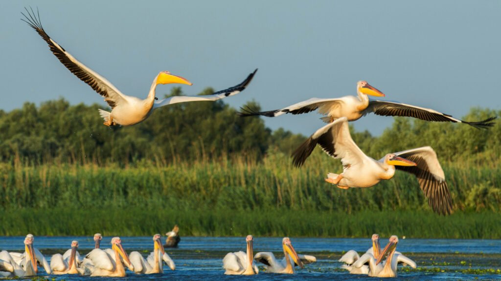 Group of white pelicans swimming and flying above blue water and green reeds in the Danube Delta, Romania.