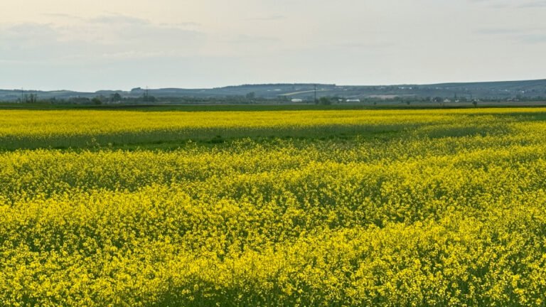 Romania Spring Best Time to Visit Romania – Month-by-Month Travel Guide | Go Visit Romania