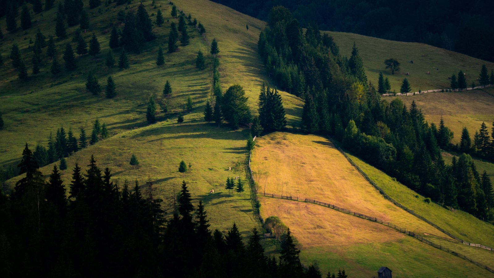 Gently sloping hills with scattered pine trees, wooden fences, and patches of forest in a rural mountain area of Romania.